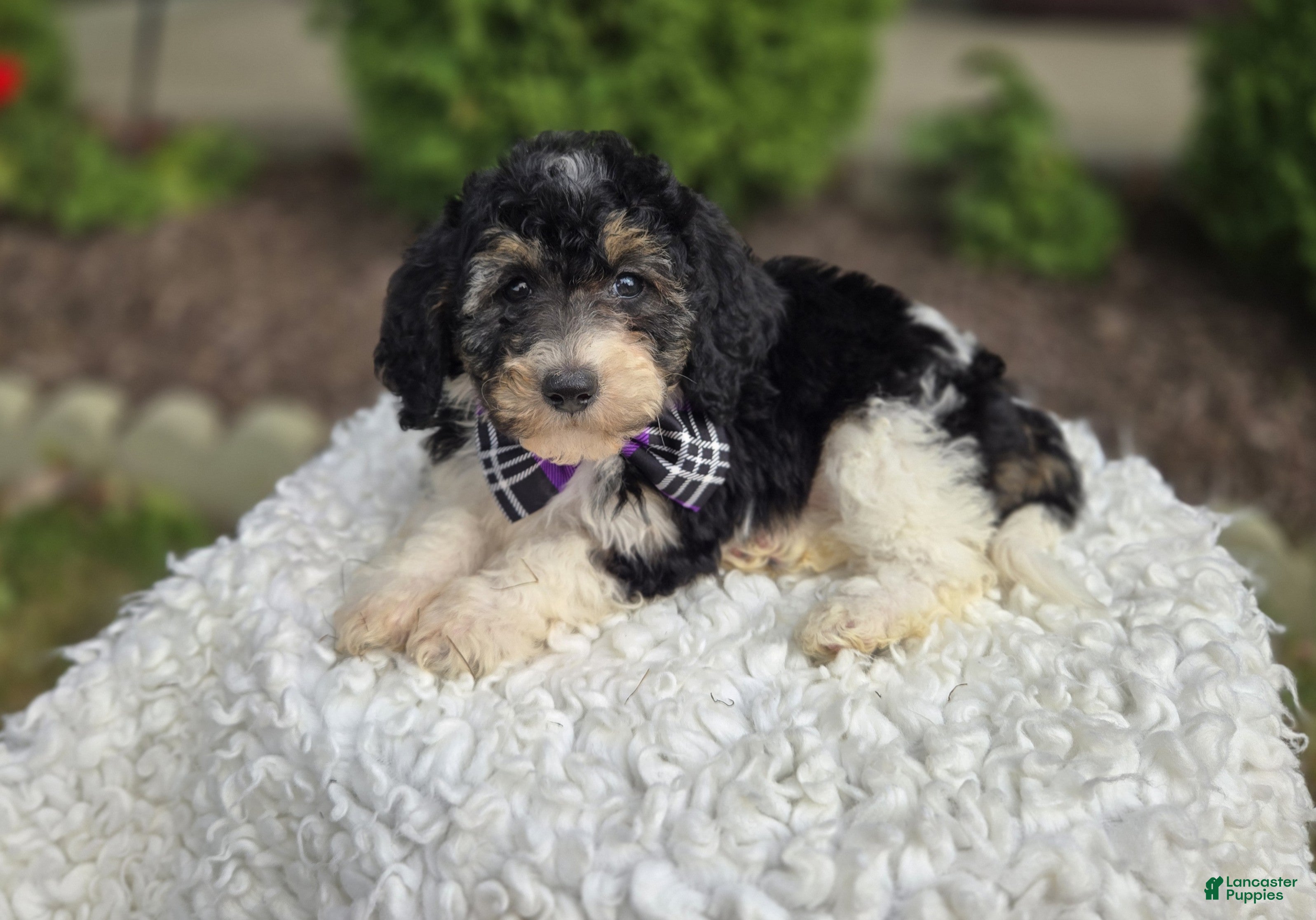 Mini Sheepadoodle dogs Joy - Ad 2