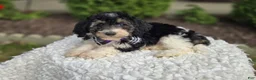 Mini Sheepadoodle dogs for sale: Joy - Ad 2