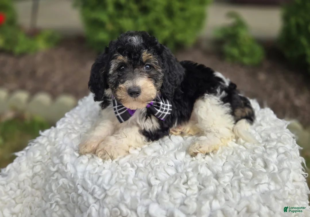 Mini Sheepadoodle dogs for sale: Joy - Ad 2