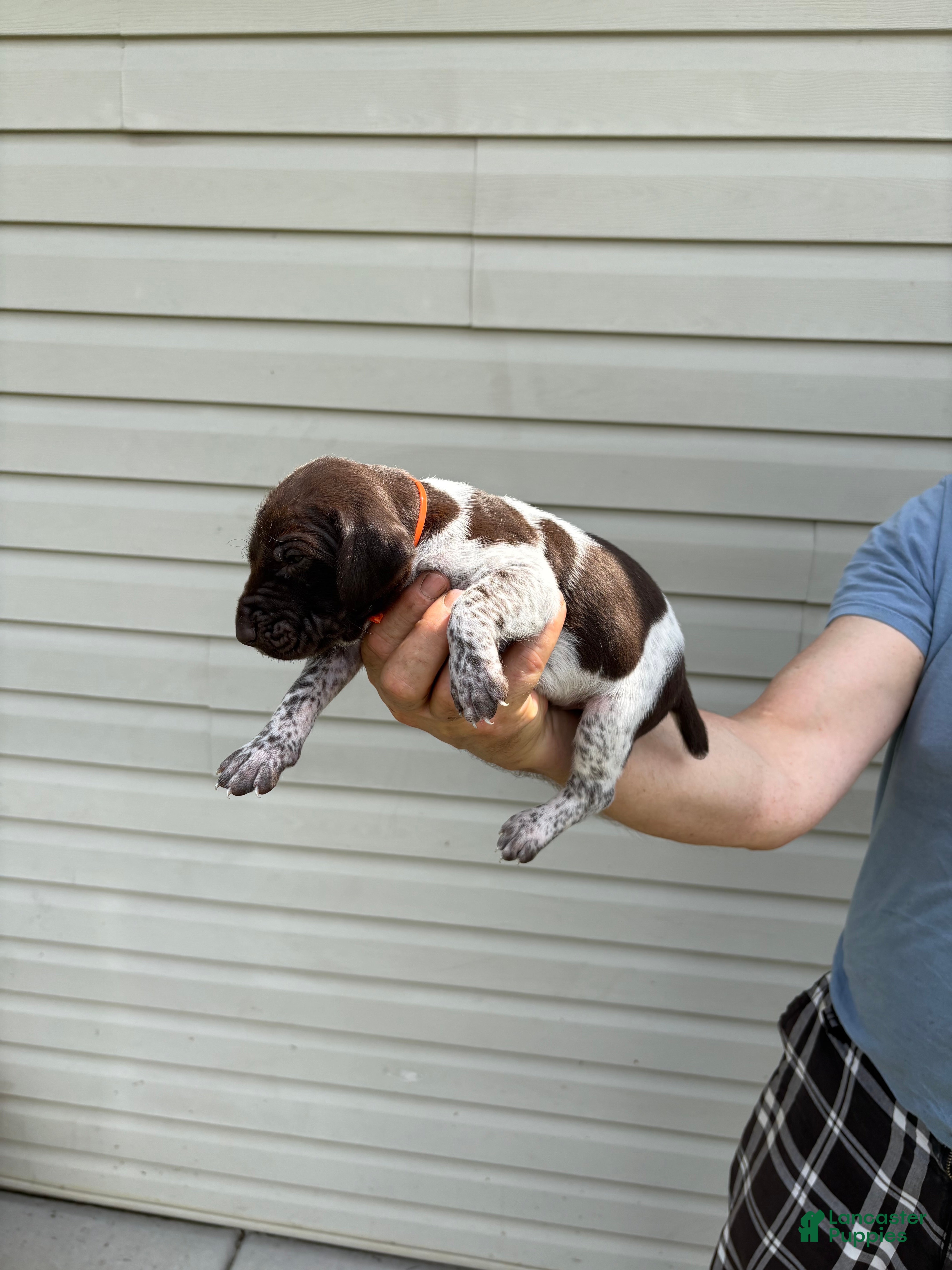 German Shorthaired Pointer dogs German Shorthaired Pointer 2 - Ad 1