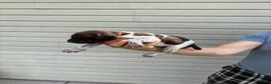 German Shorthaired Pointer 2
