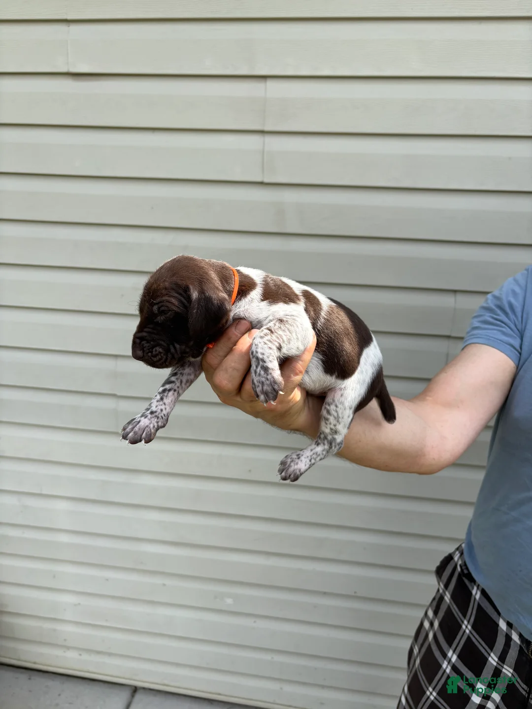 German Shorthaired Pointer dogs for sale: German Shorthaired Pointer 2 - Ad 1