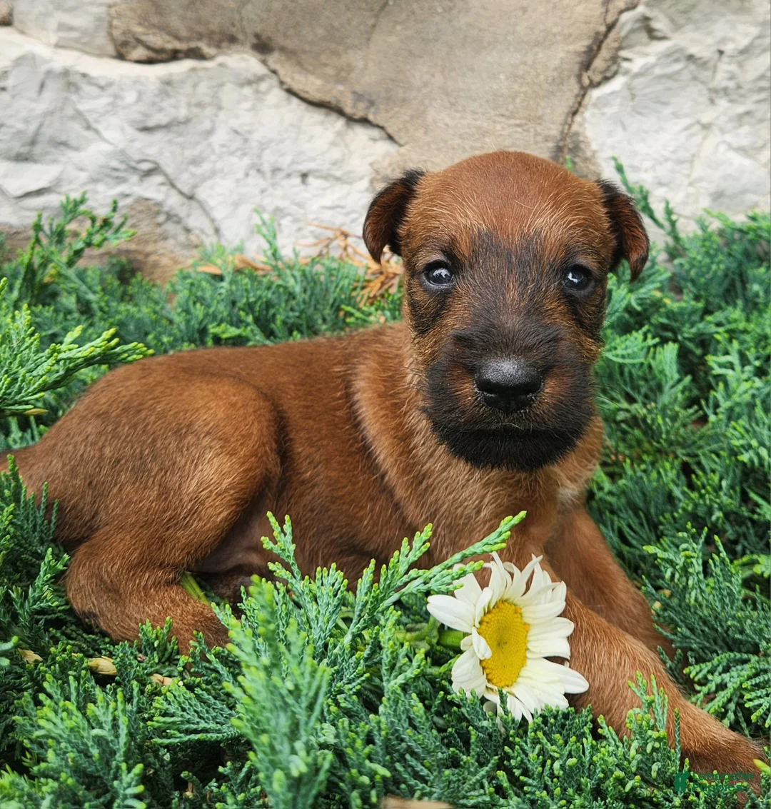 Irish Terrier dogs for sale: Roxie - Ad 4