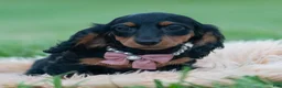 Miniature Dachshund dogs for sale: Black Betty - Ad 2