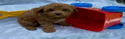 Cavapoo dogs for sale: Hector - Ad 9