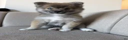 Pomsky dogs for sale: Princess - Ad 5