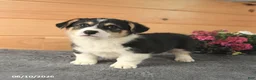 Welsh Corgi Pembroke dogs for sale: Jasper - Ad 8
