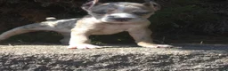 Cane Corso dogs for sale: Sand Clouds - Ad 3
