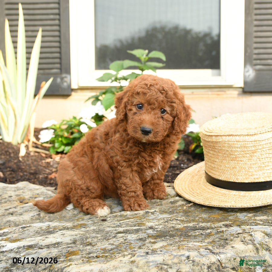 Mini Goldendoodle dogs Louie - Ad 1
