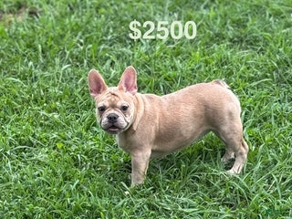 French Bulldog dogs - Ad 32
