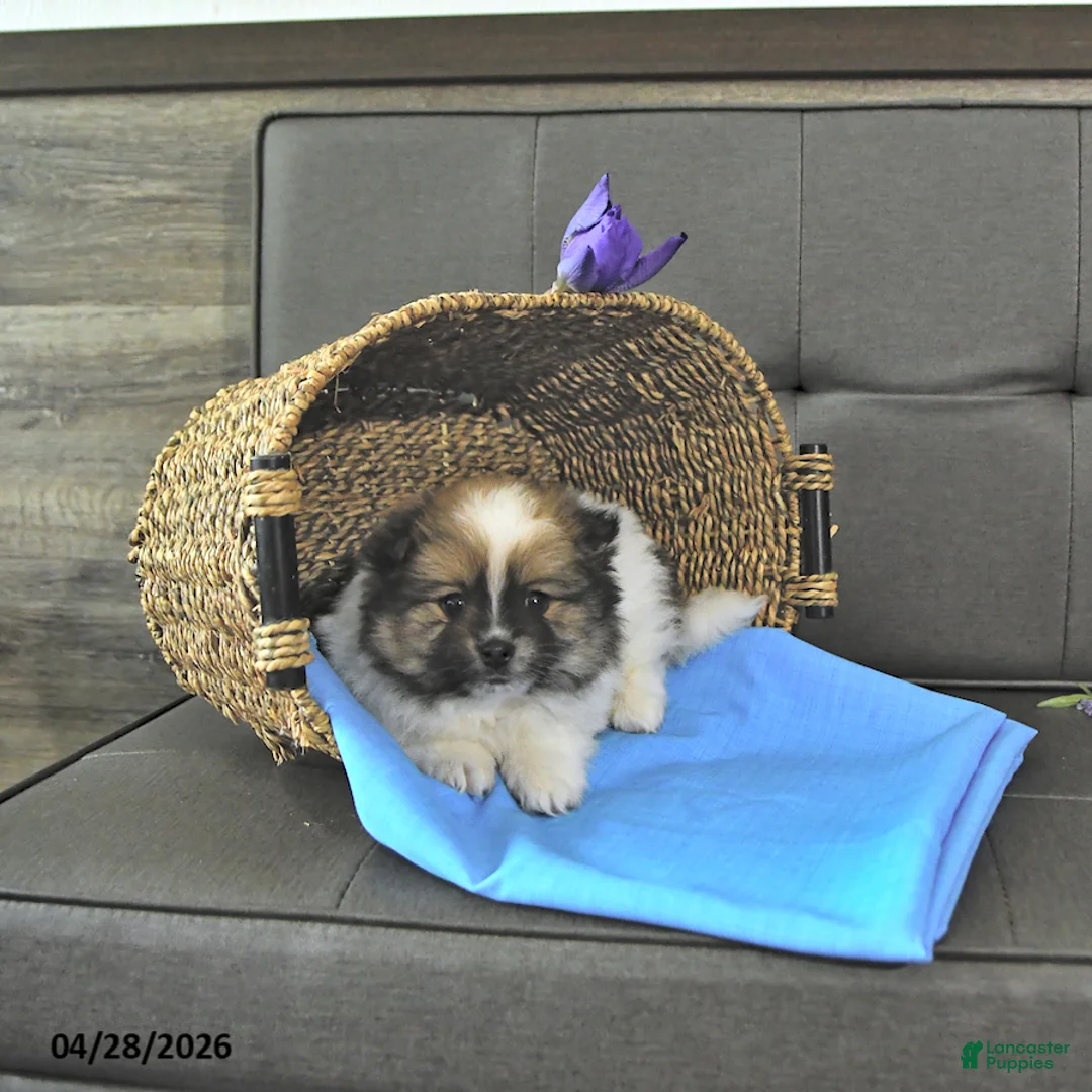 Pomeranian dogs for sale: Trent - Ad 2