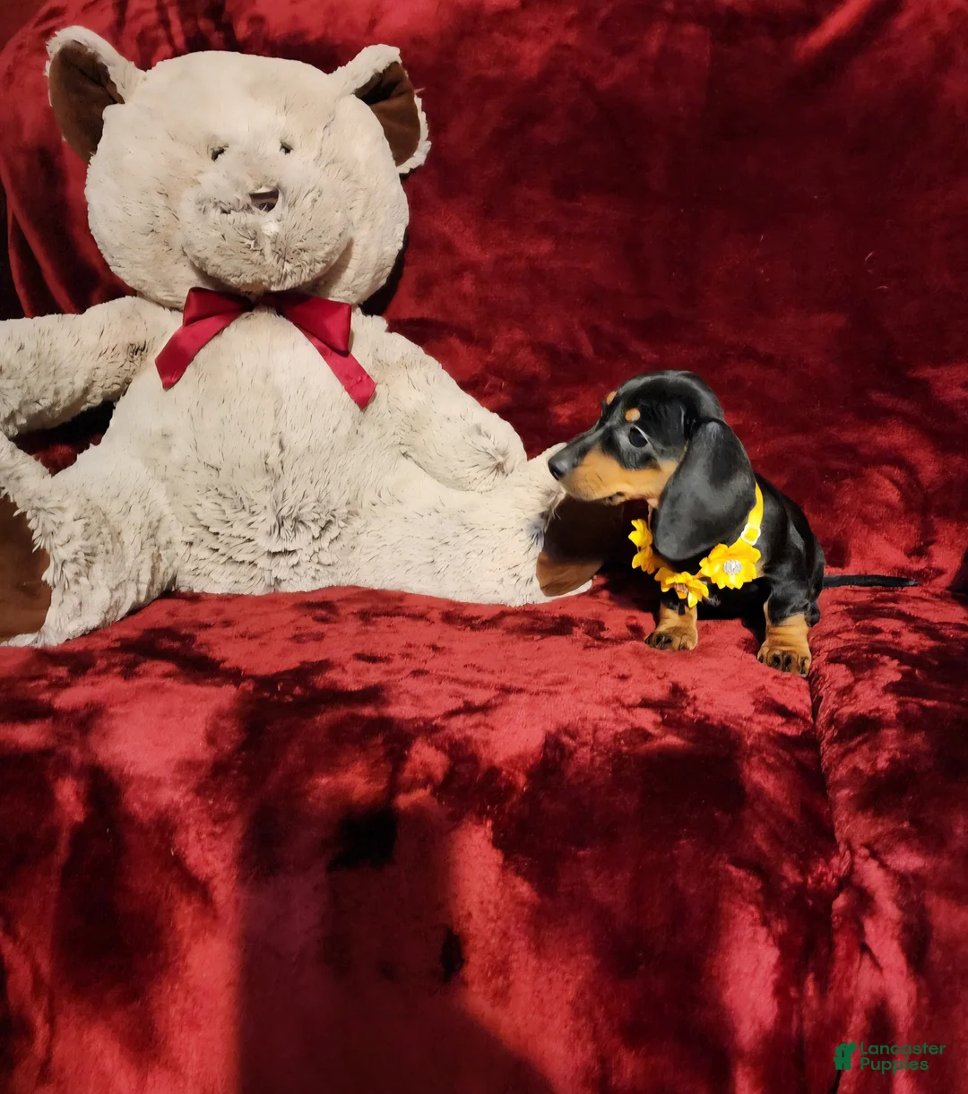 Miniature Dachshund dogs for sale: MISS MOLLY - Ad 10