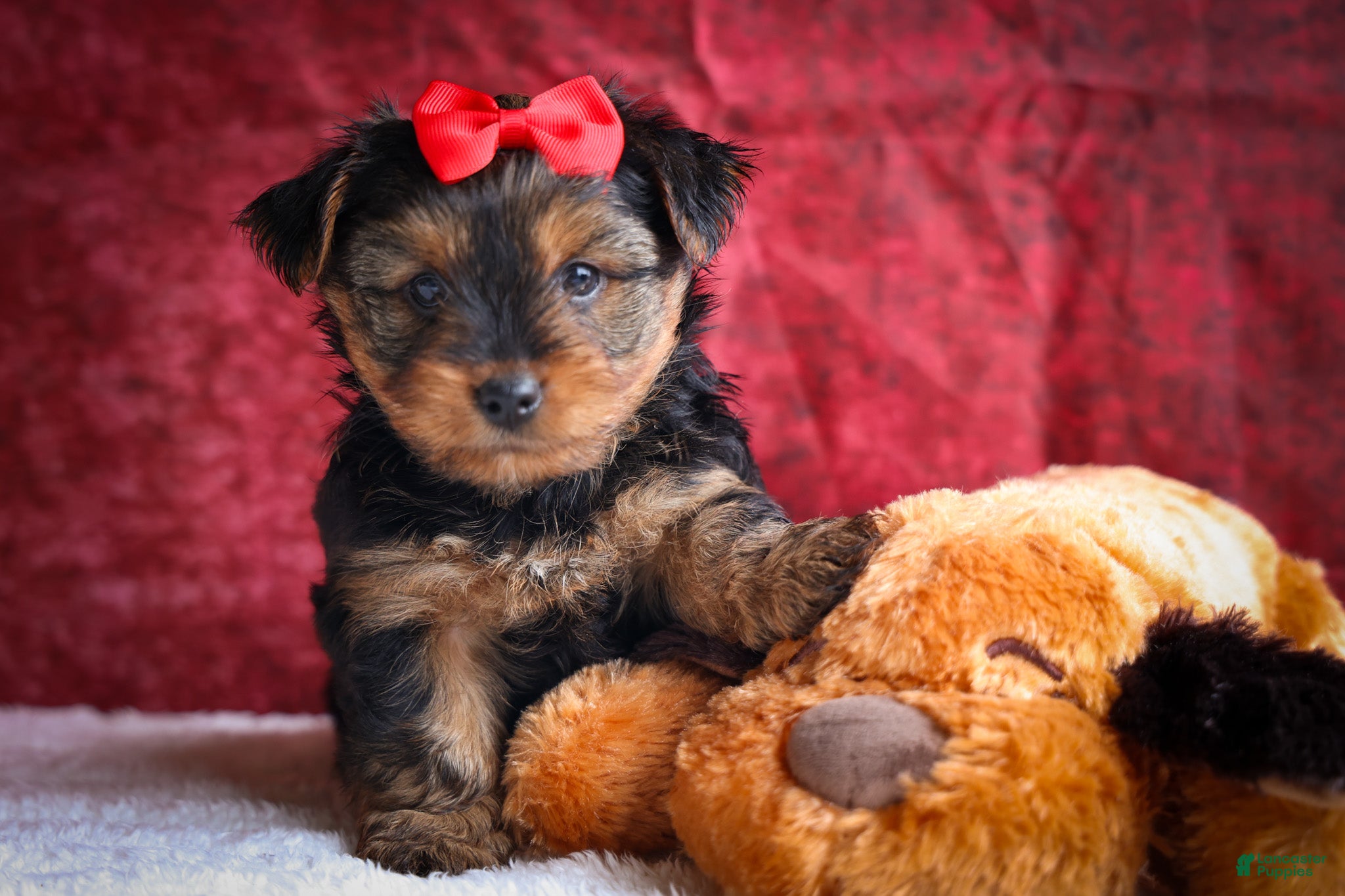 Yorkshire Terrier dogs DOC - Ad 1