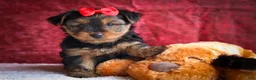 Yorkshire Terrier dogs for sale: DOC - Ad 1