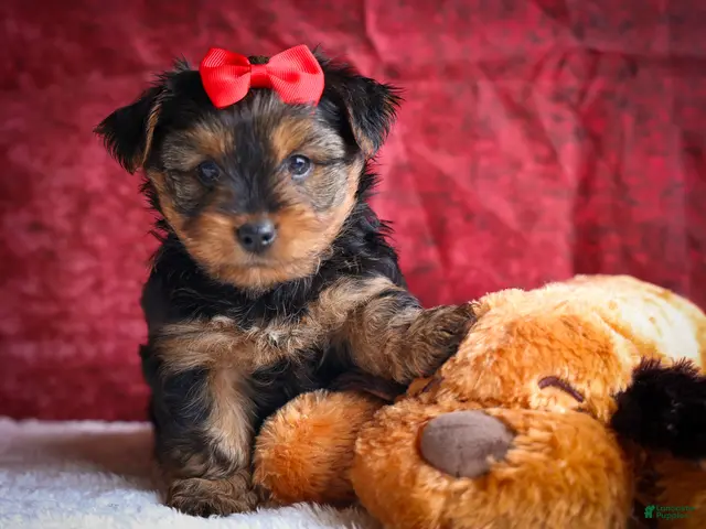 Yorkshire Terrier dogs DOC - Ad 1