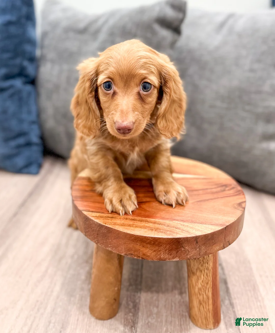 Miniature Dachshund dogs for sale: Ginger - Ad 2