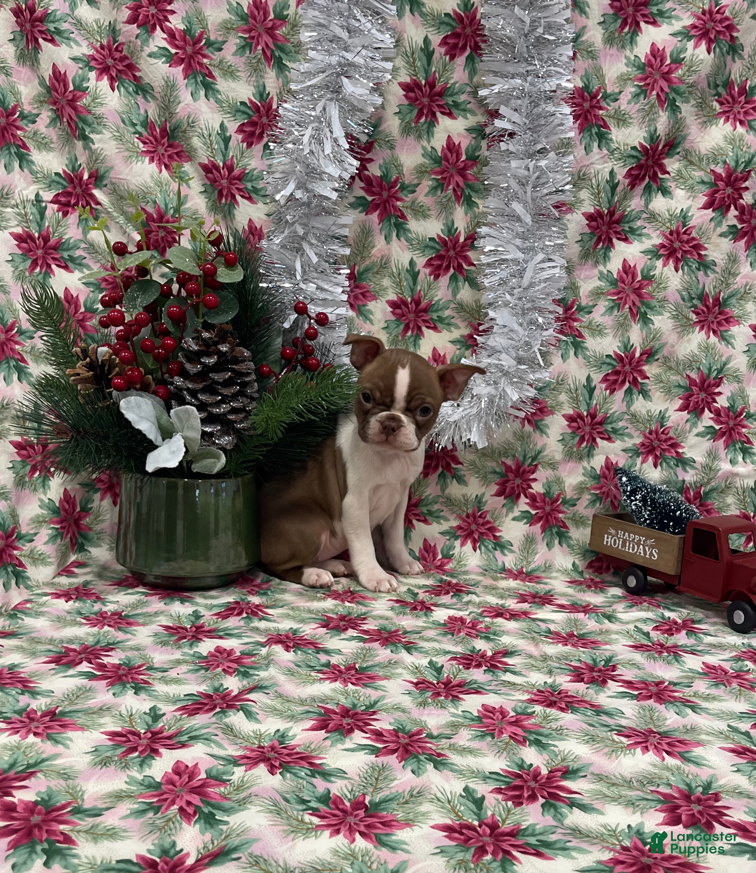 Boston Terrier dogs Annie - Ad 20