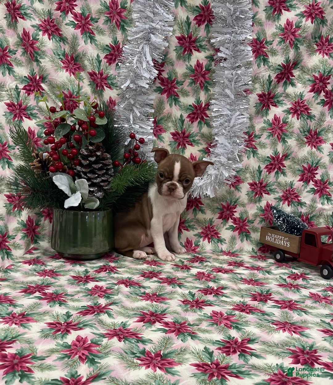 Boston Terrier dogs for sale: Annie - Ad 1