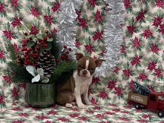 Boston Terrier dogs Annie - Ad 37