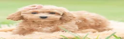 Maltipoo dogs for sale: Petunia - Ad 5