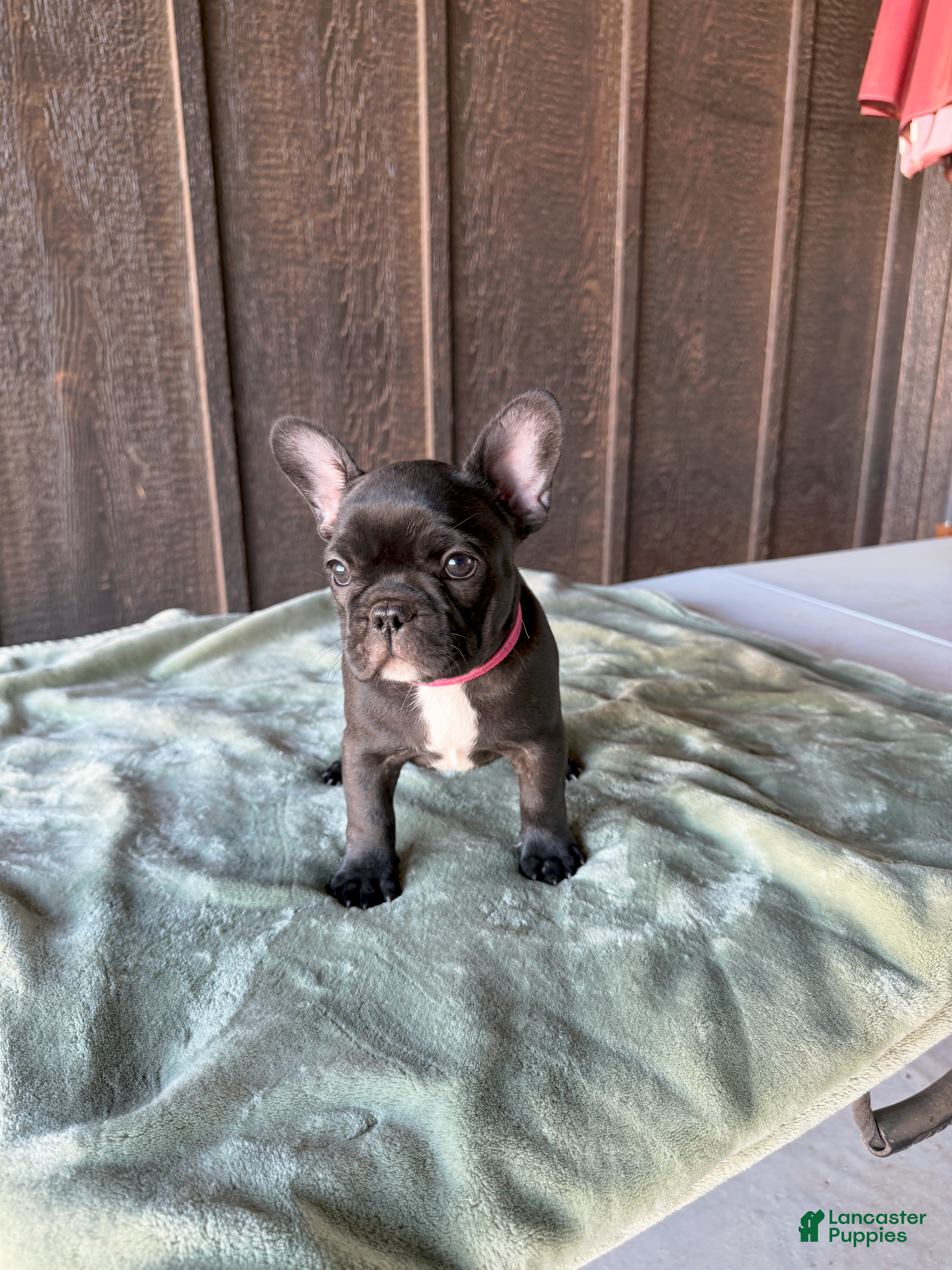 French Bulldog dogs Onyx  - Ad 2