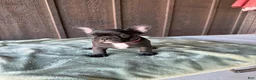 French Bulldog dogs for sale: Onyx  - Ad 2