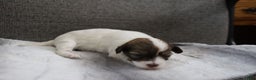 Havanese dogs for sale: Sugar Bun - Ad 9