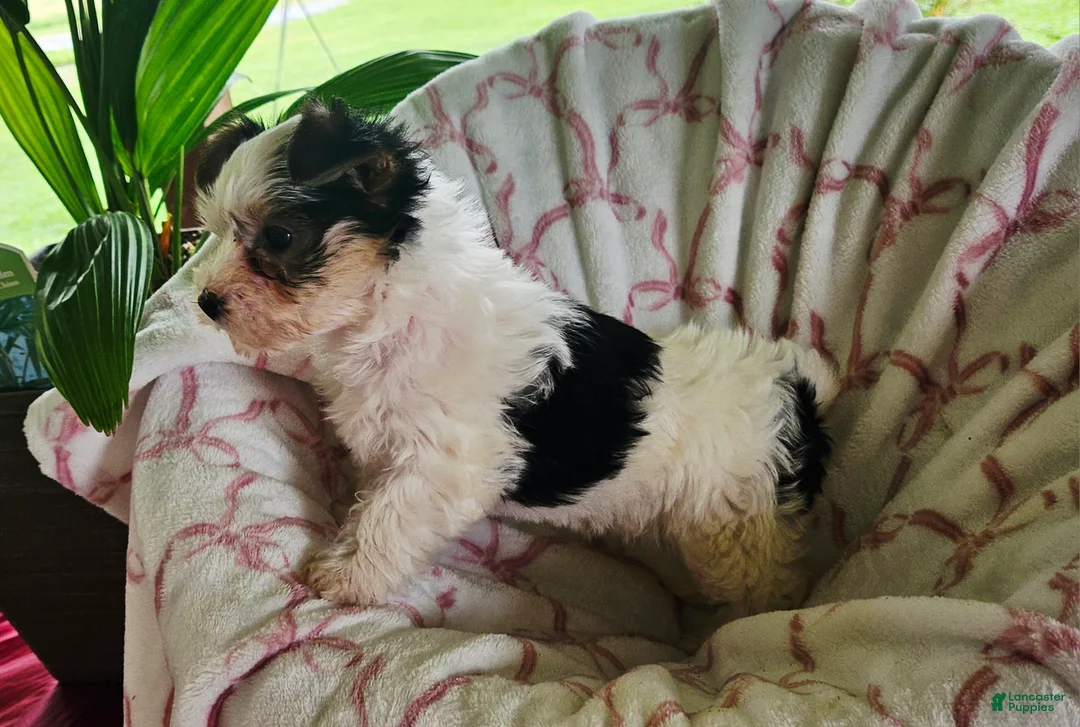 Yorkshire Terrier dogs for sale: DAISY  - Ad 9