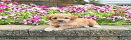 Toy Poodle dogs for sale: Kira - Ad 3