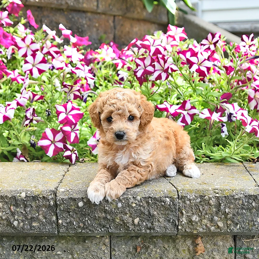 Toy Poodle dogs for sale: Kira - Ad 3