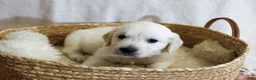 Golden Retriever dogs for sale: Chicory - Ad 38