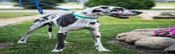 Great Dane dogs for sale: Lilac - Ad 9