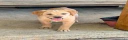 Labrador Retriever dogs for sale: Blossom- Purple collar - Ad 4