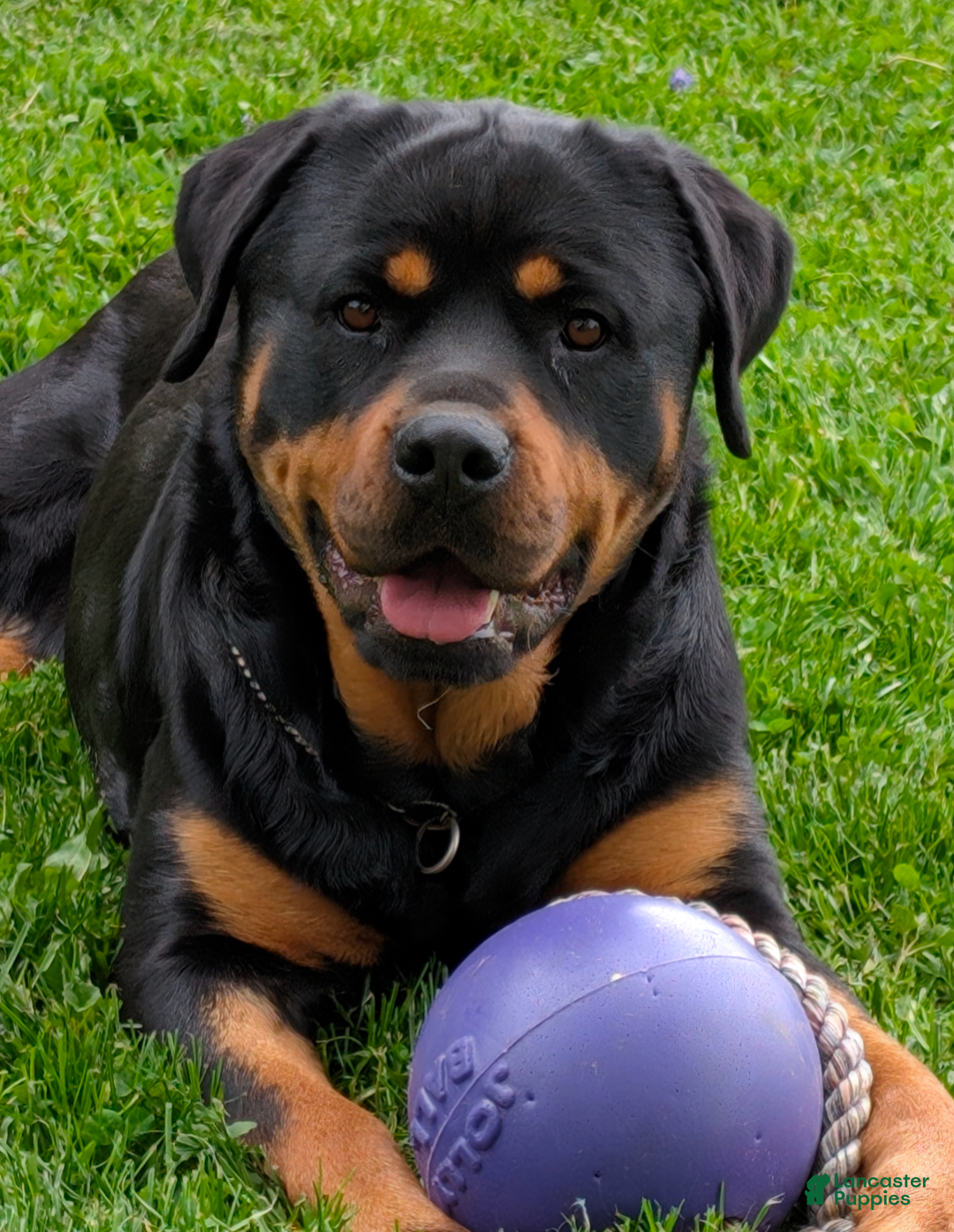 Rottweiler dogs for sale: Olive  - Ad 4
