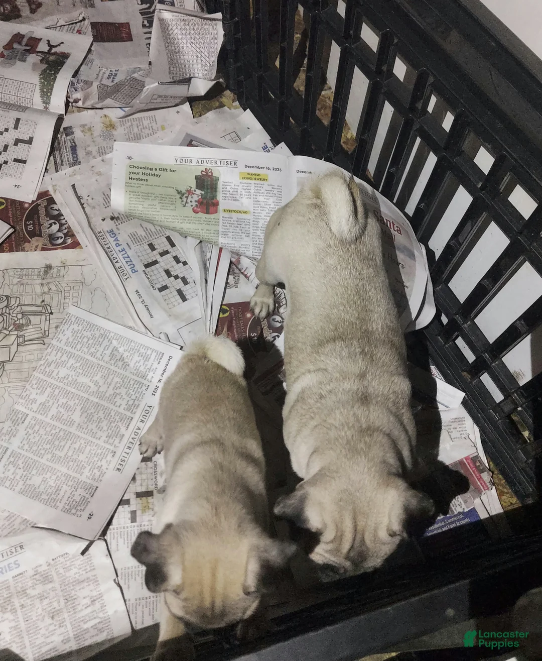 Pug dogs for sale: WILLIE - Ad 15