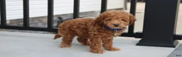 Bichpoo dogs for sale: Flynn  - Ad 7