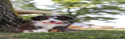 Mini Bernedoodle dogs for sale: Benson - Ad 8