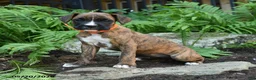 Boxer dogs for sale: Gypsy - Ad 2