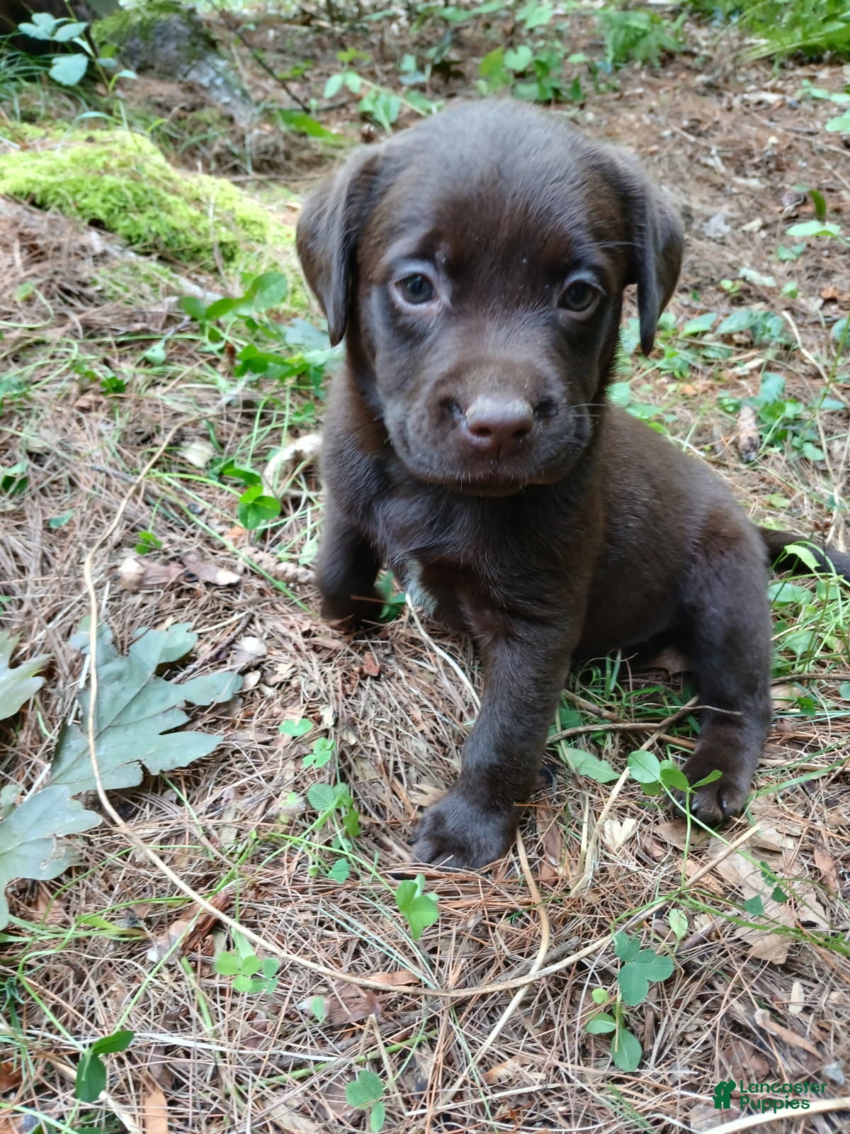 Labrador Retriever dogs Labrador Retriever Girl 7 - Ad 4