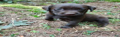 Labrador Retriever Girl 7
