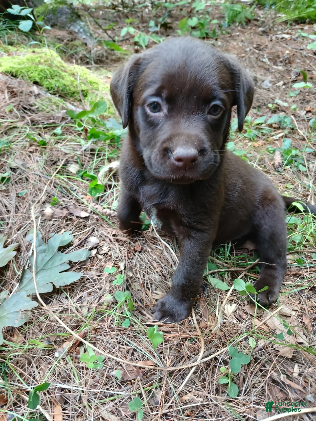 Labrador Retriever dogs for sale: Labrador Retriever Girl 7 - Ad 1