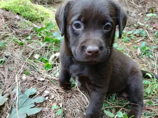 Labrador Retriever dogs Labrador Retriever Girl 7 - Ad 4