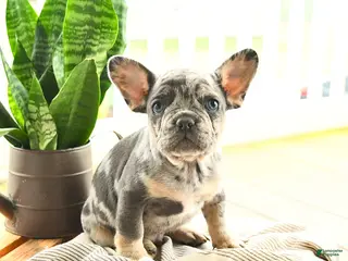 French Bulldog dogs for sale: Lester - Ad 1