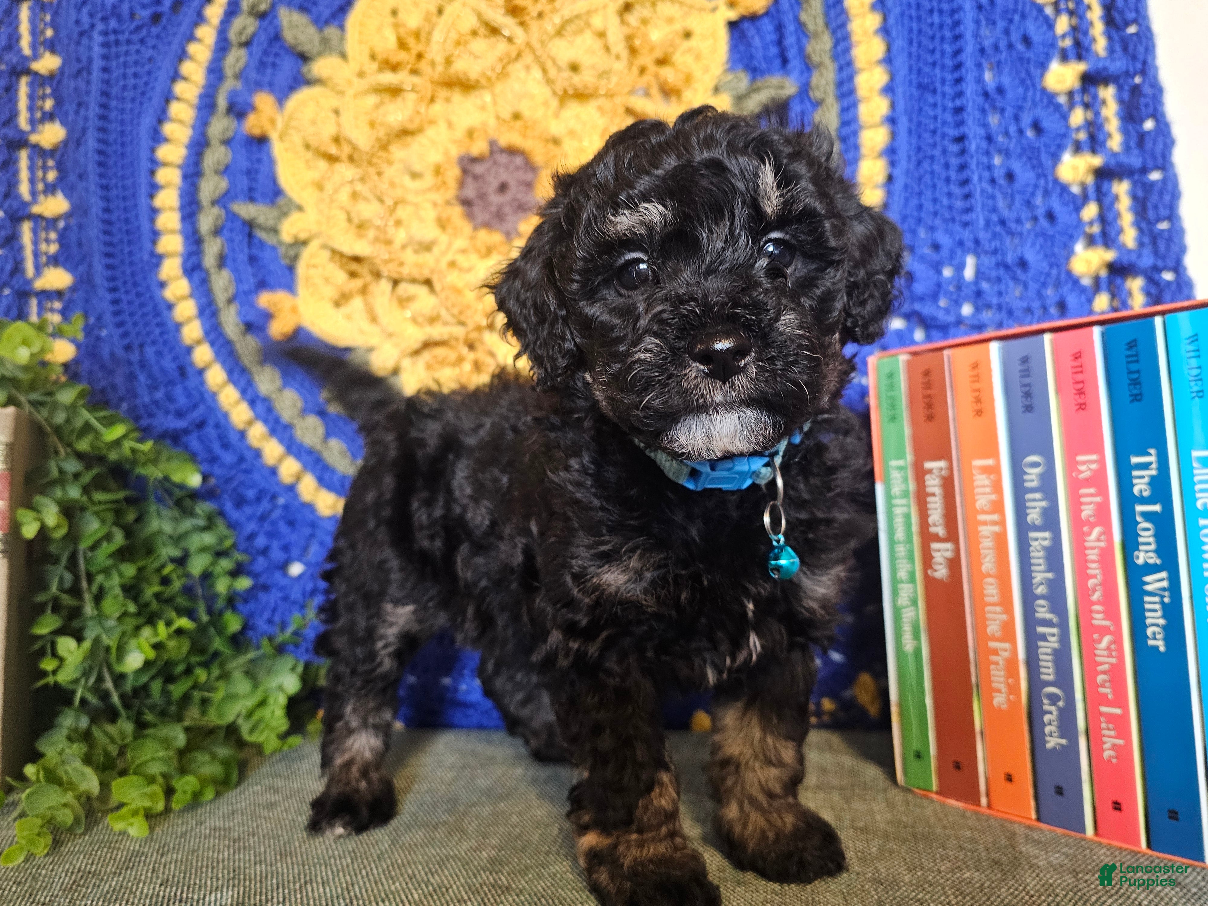 Mini Goldendoodle dogs Blossom - Ad 1