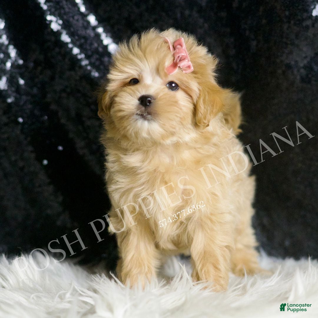 Maltipoo dogs for sale: Gloria - Ad 1