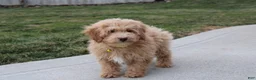 Bichpoo dogs for sale: Rowan - Ad 6