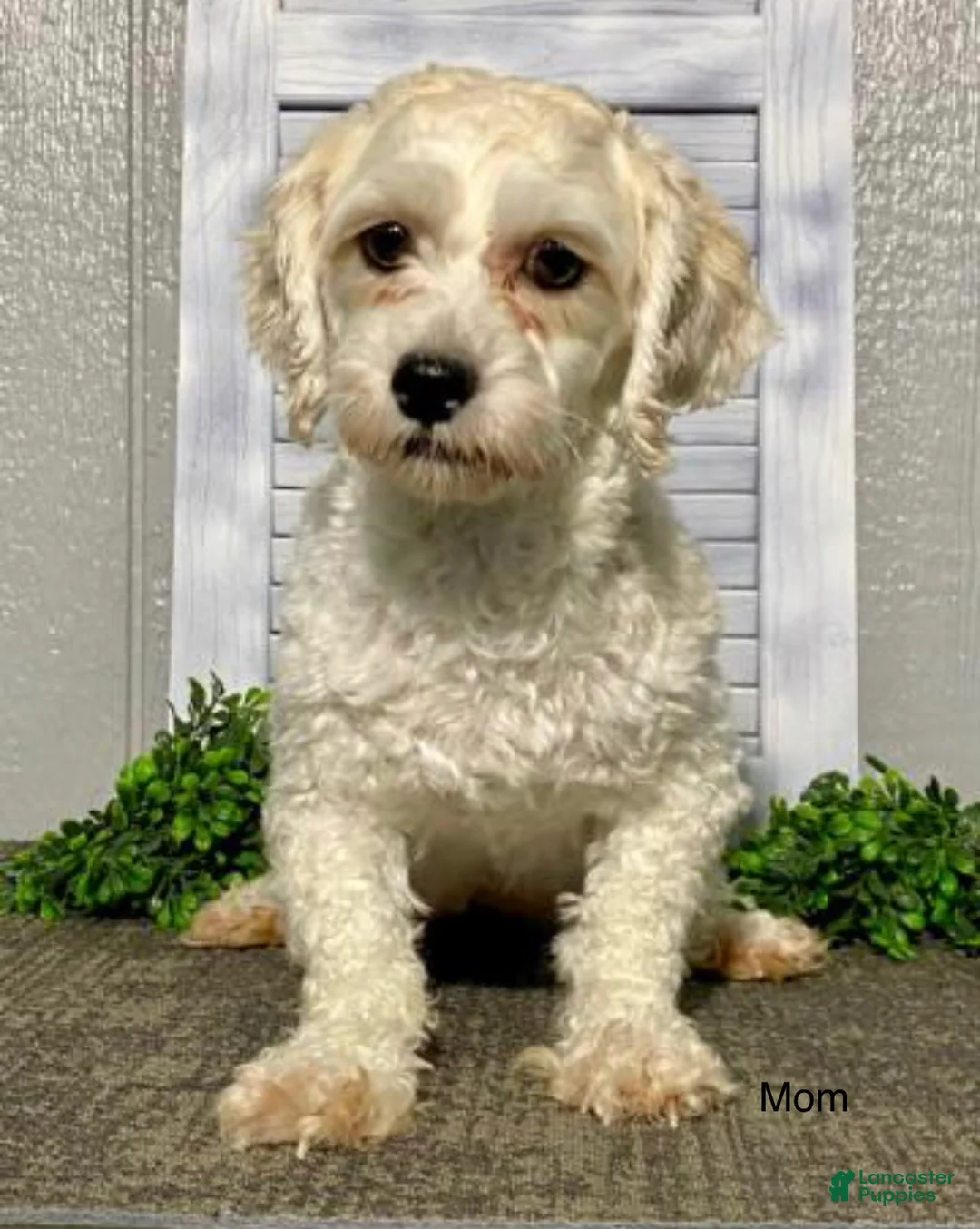 Yochon dogs for sale: Austin - Ad 7