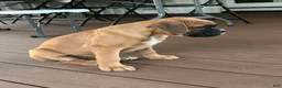 Boxer dogs for sale: Guard - Ad 3