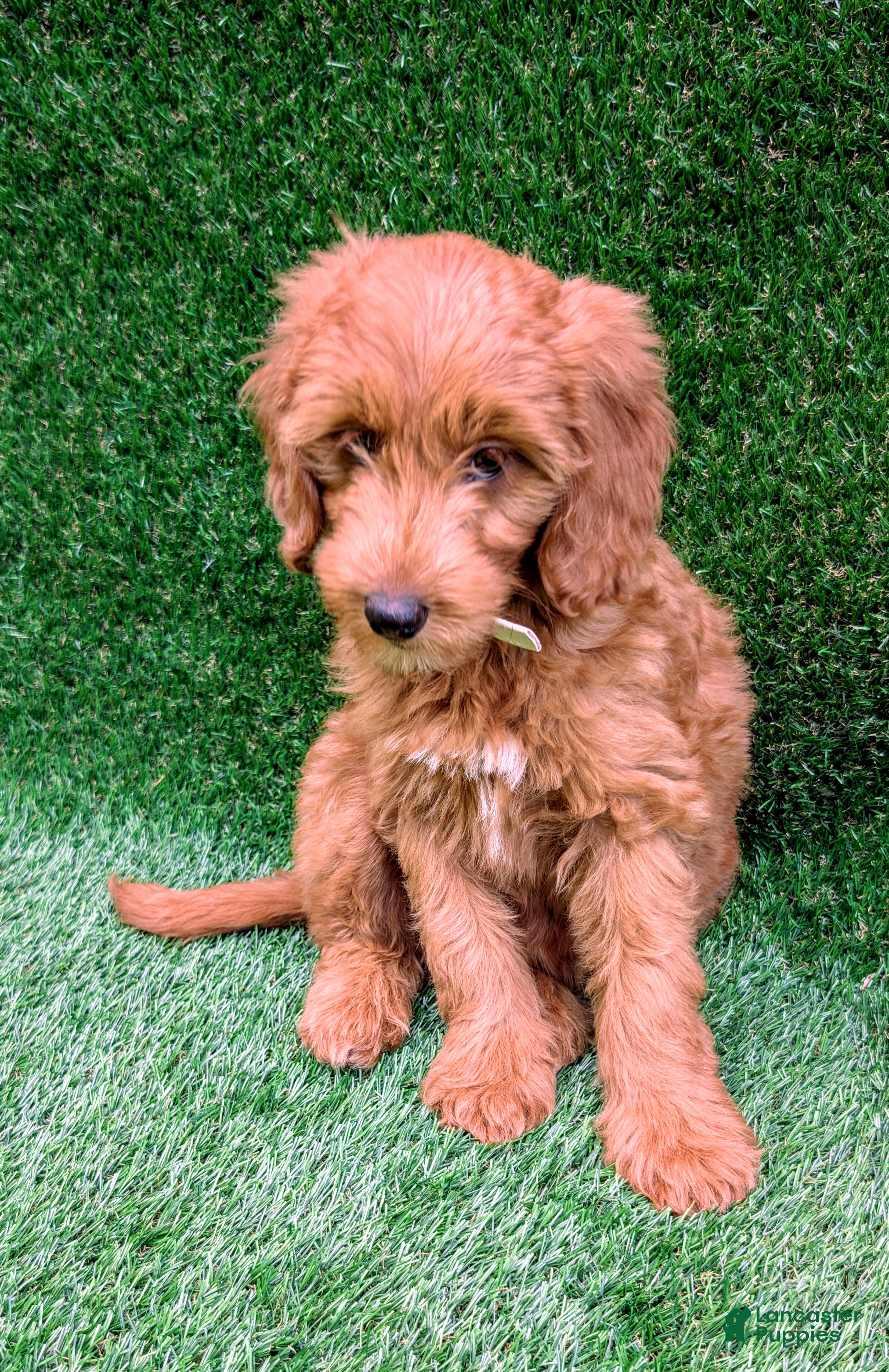 Mini Goldendoodle dogs Bella - Ad 2