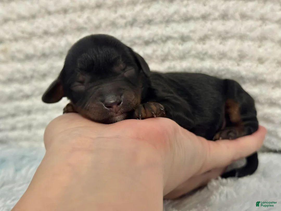 Cavapoo dogs for sale: Beau - Ad 2